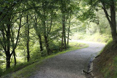 Bir şehir parkında bitki örtüsü
