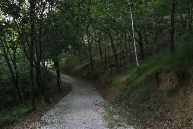 Bir şehir parkında bitki örtüsü