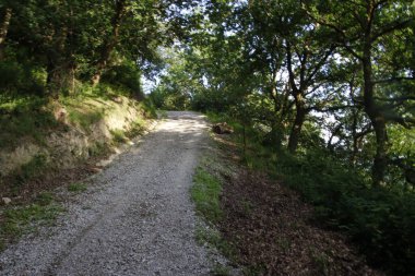 Bir şehir parkında bitki örtüsü