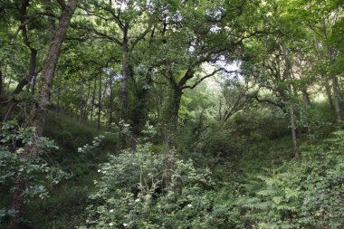 Bask ülkesinin kırsalında bitki örtüsü