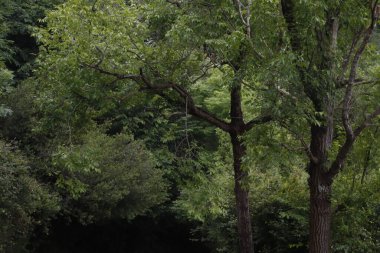 Bask ülkesinin kırsalında bitki örtüsü