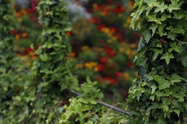 Bir şehir parkında bitki örtüsü