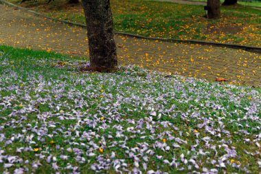 Bir şehir parkında bitki örtüsü