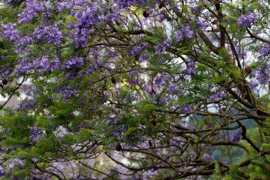 Bir şehir parkında bitki örtüsü