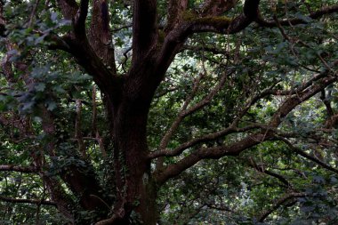 Bir şehir parkında bitki örtüsü