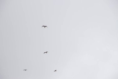 Kuşlar bulutlu bir gökyüzünde uçuyor