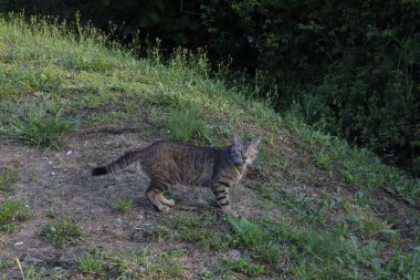 Kırsalda vahşi kedi