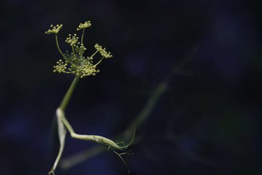 Orman bitki örtüsü