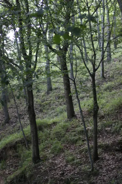 Растительность Лесу — стоковое фото