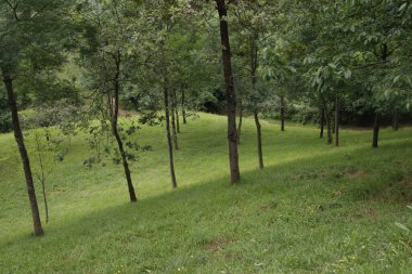 Bir şehir parkında bitki örtüsü