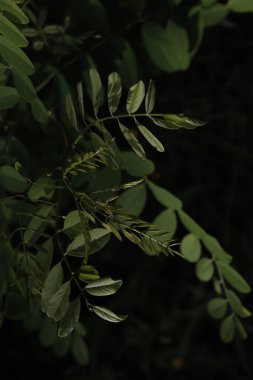 Bir şehir parkında bitki örtüsü