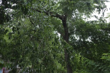 Bir şehir parkında bitki örtüsü