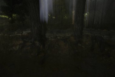 Bir şehir parkında bitki örtüsü