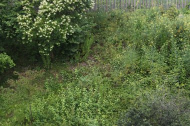 Bir şehir parkında bitki örtüsü