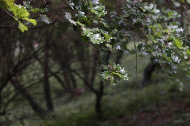 Bir şehir parkında bitki örtüsü