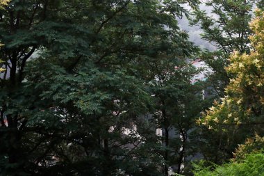 Bir şehir parkında bitki örtüsü