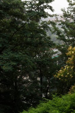 Bir şehir parkında bitki örtüsü