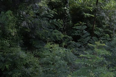 Bir şehir parkında bitki örtüsü