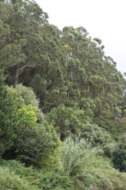Bir şehir parkında bitki örtüsü