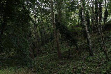 Bask ülkesinin kırsal kesiminde manzara