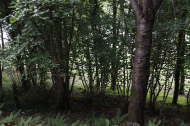 Bask ülkesinin kırsal kesiminde manzara