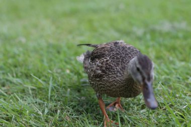 Duck in the grass clipart