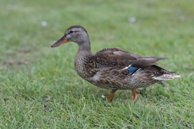Otların arasında ördek