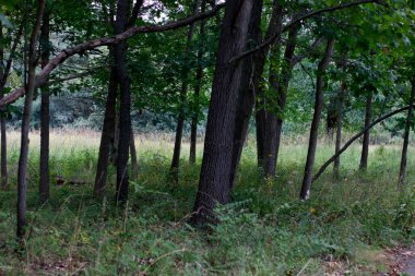 Bir şehir parkında bitki örtüsü