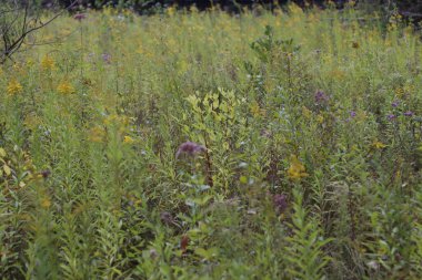 Bir şehir parkında bitki örtüsü