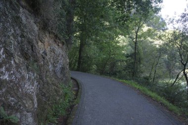Ormanda yürürken