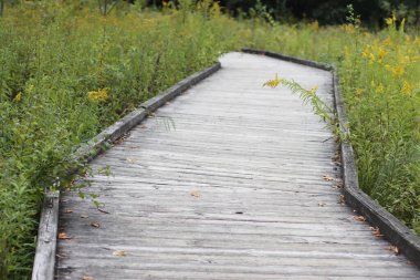 Parkta bitki örtüsü