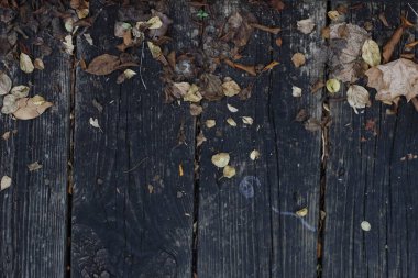 Parkta bitki örtüsü