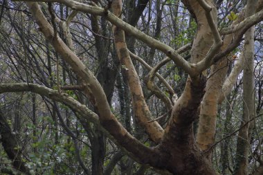 Bir şehir parkında bitki örtüsü