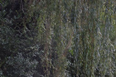 Ormandaki bitki örtüsü