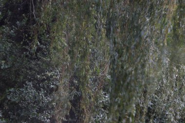 Ormandaki bitki örtüsü