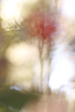 Ormanda sonbahar günü