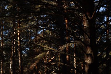 Ormanda sonbahar günü