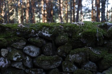 Ormanda sonbahar günü