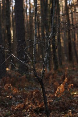 Ormanda sonbahar günü