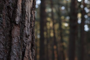 Ormanda sonbahar günü