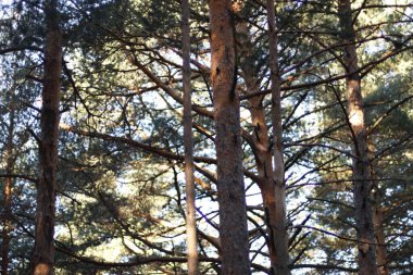 Ormanda sonbahar günü