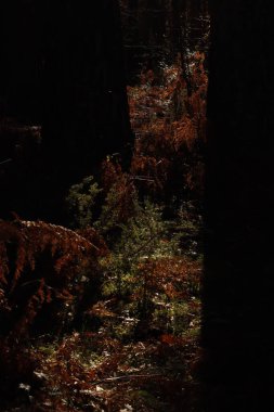 Ormanda sonbahar günü