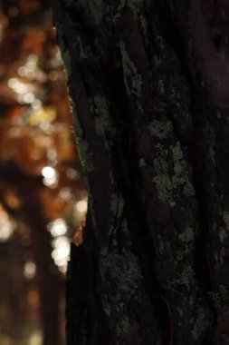 Orman bitki örtüsü