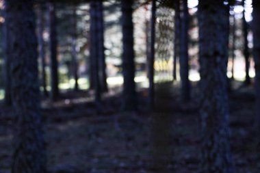 Ormandaki bitki örtüsü