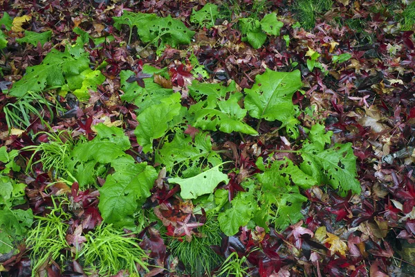 stock image Vegetation in an urban park