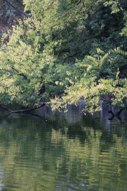 Akşamları şehir parkı