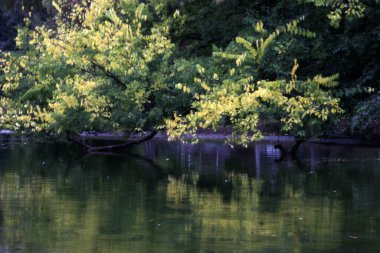 Şehir parkındaki ağaçlar
