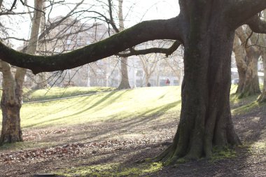 Kentsel bir çevrede ağaç