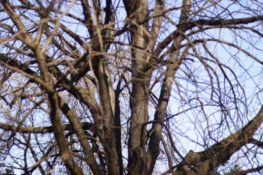 Kentsel bir çevrede ağaç