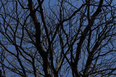 Kentsel bir çevrede ağaç